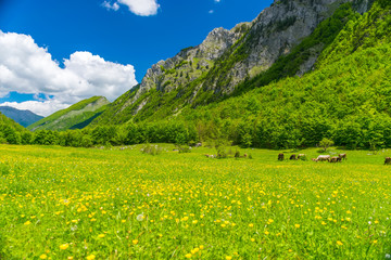 Picturesque flowers in the meadow in the high mountains.