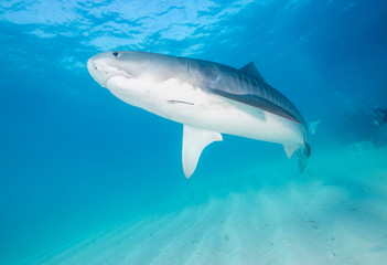 Tiger shark, Tiger Beach, Grand Bahama, The Bahamas.