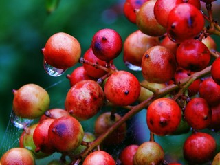 Red Berries