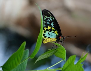 Teal Butterfly on Curved Leaf