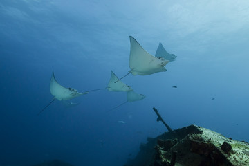 Eagle rays swimming in the Caribbean off the coast of Cancun Mexico.