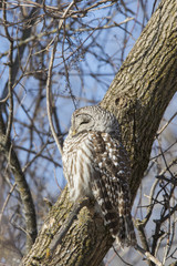 Barred Owl in winter