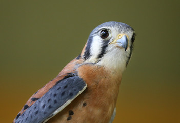 Kestrel in quarter profile