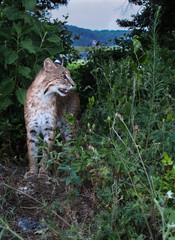 Hunting bobcat surveys a field edge by a Virginia river