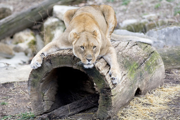 Lioness on Log