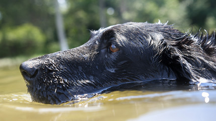 Flat coat retriever swims in a Virginia river © Tig