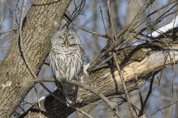 Barred Owl in winter