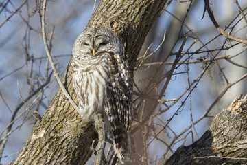 Barred Owl in winter