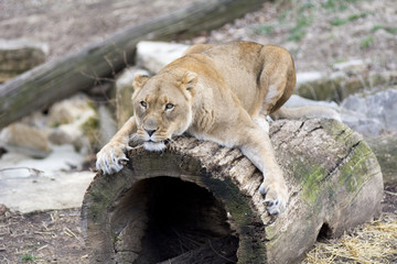 Lioness on Log