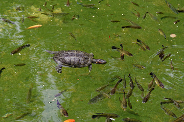 swimming turtle