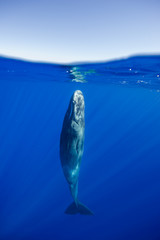 Sperm whale resting near the surface, Indian Ocean, Mauritius. © wildestanimal