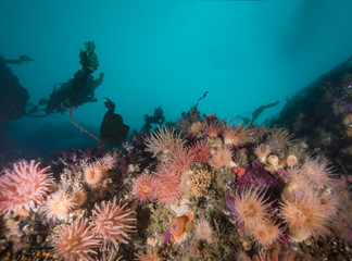 Cold water anemones in an arctic reef scene, northern Svalbard,
