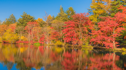 Delightful autumn colors of Kumoba pond in Karuizawa,Japan