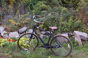 Fototapeta premium A bicycle with upright handlebars and a leather seat parked in a garden with nasturtiums, hostas and raspberry bushes. 