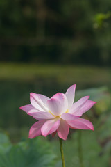 Obraz premium Indian Lotus