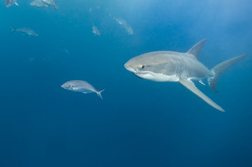 Great white shark, Neptune Islands, South Australia.