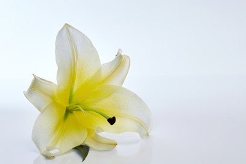 Obraz premium White lily flower closeup on white