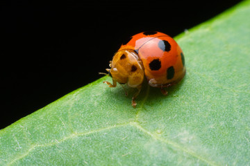 Ladybug insects walking on green leaves.