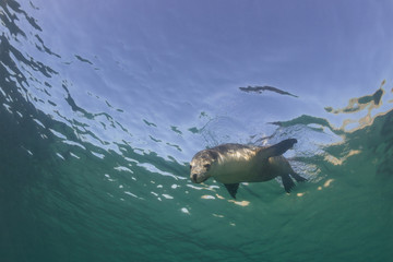Australian sea lion underwater view, Neptune Islands, South Australia.