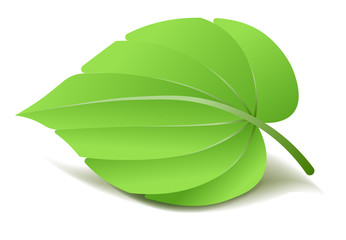 Realistic Green Leaf. Vector Illustration isolated