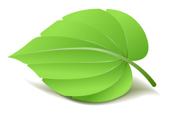 Obraz premium Realistic Green Leaf. Vector Illustration isolated