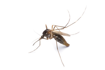 Fototapeta na wymiar Mosquito isolated on white background