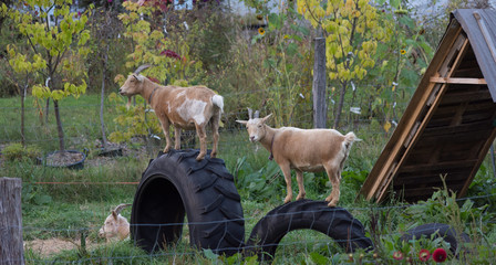 Three goats with two of the climbing on large tires. Fall foliage on the farm is in the background. © tloventures