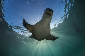 Australian sea lion underwater view, Neptune Islands, South Australia.