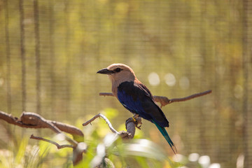 Blue-bellied roller called Coracias cyanogaster