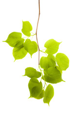 Obraz premium Pojedyncze liście, zbliżenie