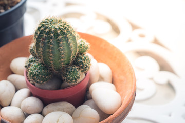 Small mini cactus in the garden