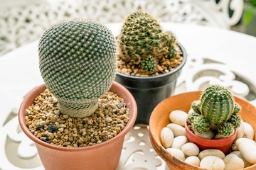Small mini cactus in the garden
