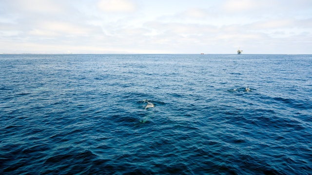 Dolphins near Channel Islands and oil rig west of Ventura coast, Southern California