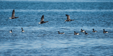Brent Goose, Branta bernicla