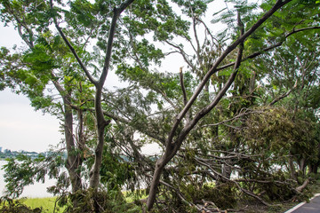 The tree was destroyed by the storm's intensity