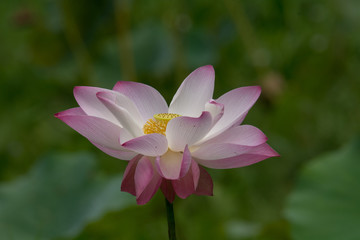 Indian Lotus