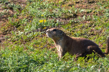 Black-tailed Prairie Dog in Wichita Mountains Wildlife Refuge in Oklahoma