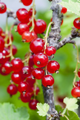 crop of a fruit garden