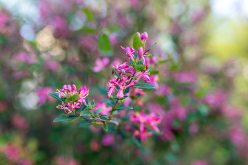Pink Tree Blossoms
