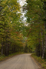 Road through a forest with the changing leaves of early fall. Many leaves are still green while some are gold and rust. Photographed in natural light.