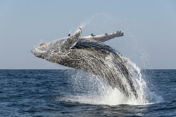 Humpback whale breaching during the annual sardine run along the east coast of South Africa. - obrazy, fototapety, plakaty