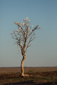 Corellas and Galahs in dead trees, Windorah