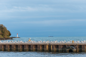 Fototapeta na wymiar Seagullls in Port Dover