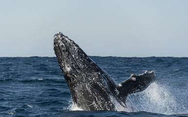 Naklejka premium Humpback whale breaching during the annual sardine run along the east coast of South Africa.