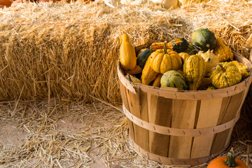 Gourds a Plenty 