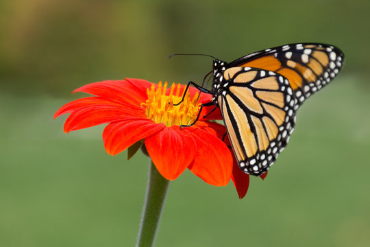 Close up of a Monarch butterfly feeding on the pollen of bright orange gerbera daisy. Photographed with shallow depth of field in natural light.
