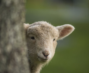 Fototapeta premium Sheep head, New Zealand