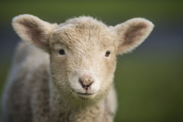 Naklejka premium Sheep head, New Zealand