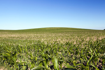 Fototapeta na wymiar Field of green corn