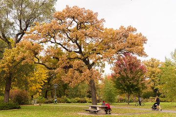 Trees in Fall